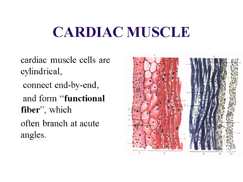 CARDIAC MUSCLE cardiac muscle cells are cylindrical, connect end-by-end, and CARDIAC MUSCLE cardiac muscle cells are cylindrical, connect end-by-end, and